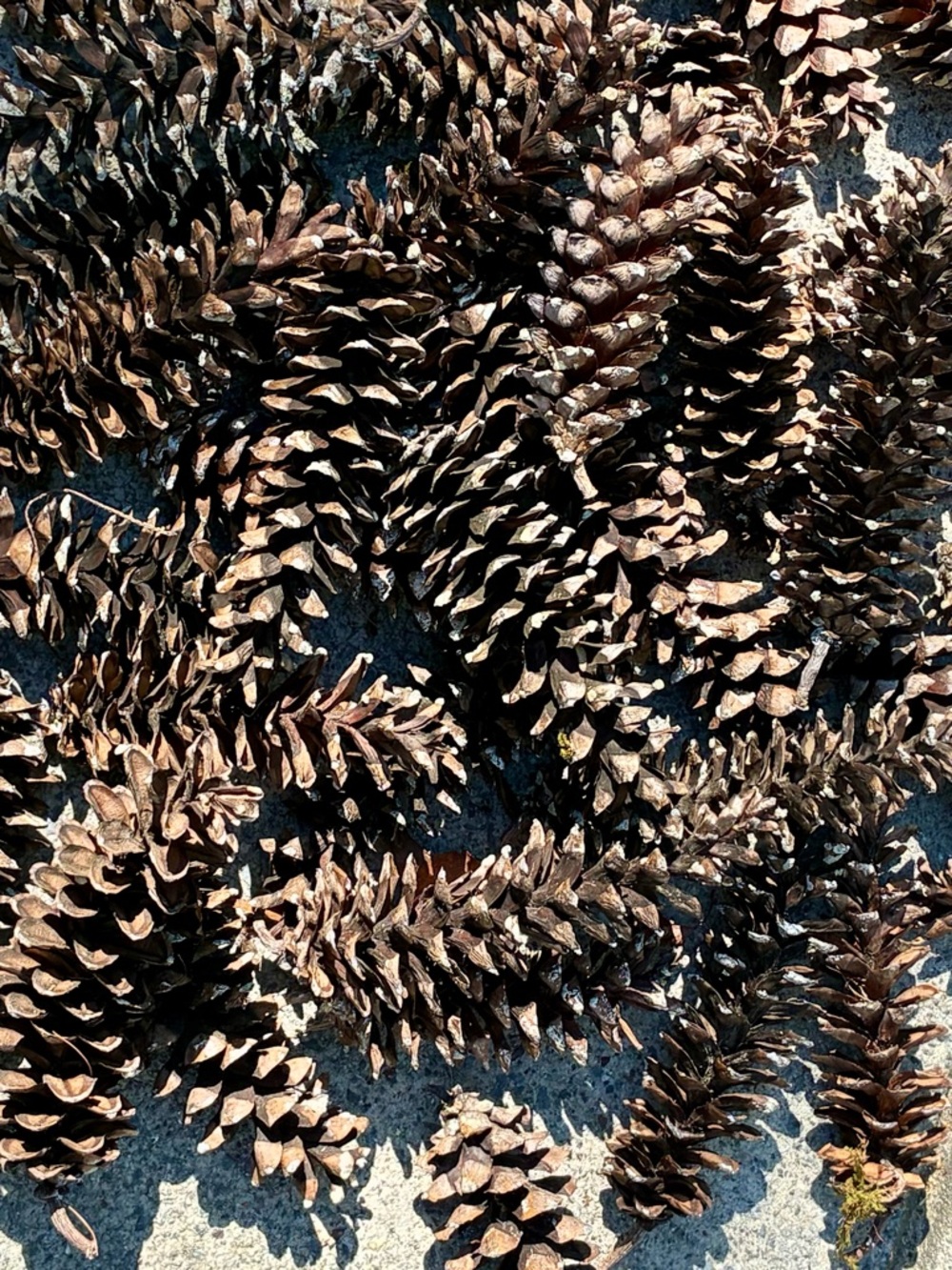 Large Natural Brown Pinecones Decorative Bundle